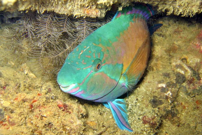 http://www.dreamstime.com/royalty-free-stock-photo-parrotfish-image300595