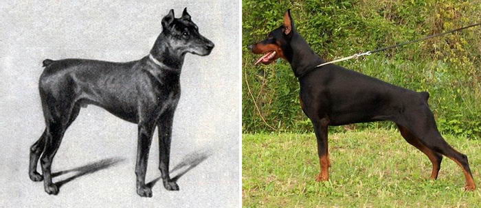 100y-dog-breeds-06