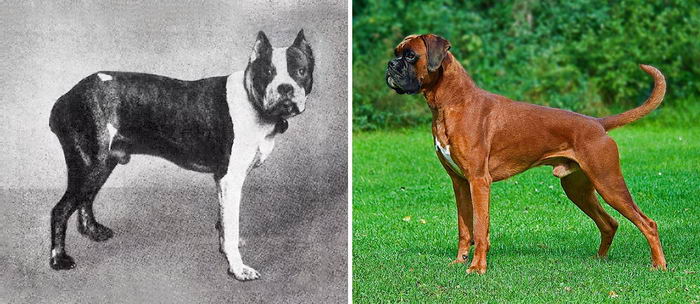 100y-dog-breeds-03