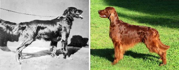 100y-dog-breeds-07