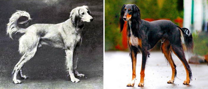 100y-dog-breeds-10