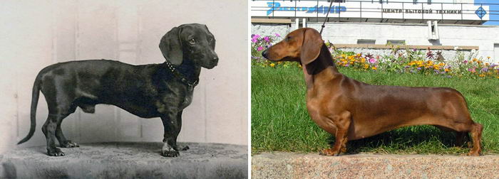 100y-dog-breeds-11